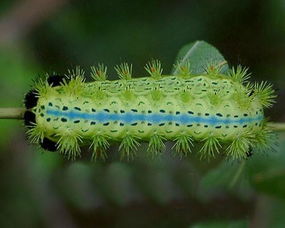 剌梨，剌猬的拼的拼音