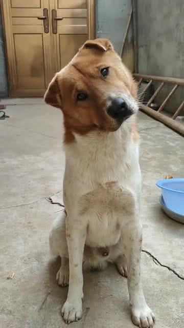 笨狗不装装狼狗是什么意思