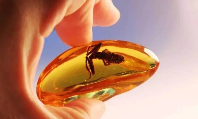 琥珀的科学价值是什么