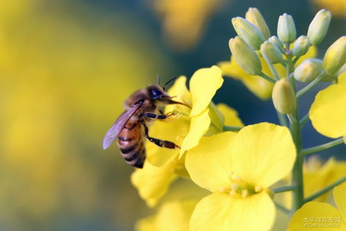 春天来了蜜蜂采蜜的说说(28句)