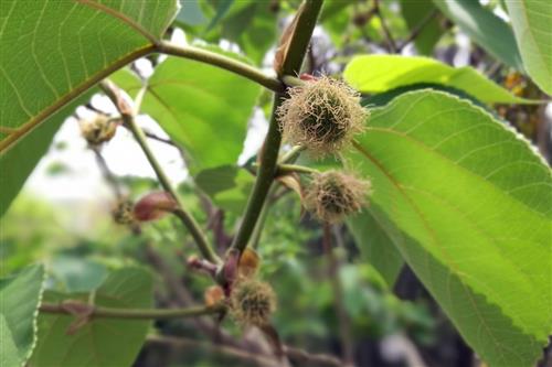 秫米的功效与作用和图片大全，秫米的功效与作用点