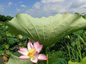 “可远观而不可亵玩焉”的意思是什么?