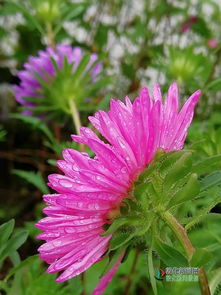 蜡花怎么养?家庭养法是什么?