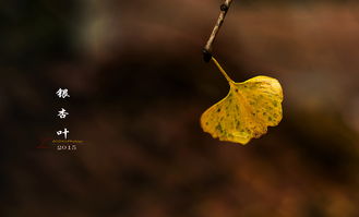 落叶知秋是什么意思 落叶知秋的解释