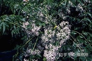 laurus网名是什么意思，laurus nobilis