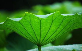荷叶的资料