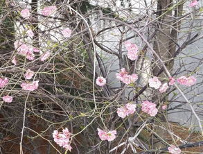 春天开放的花有哪些