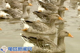 朗德鹅好吃吗?朗德鹅营养价值及功效