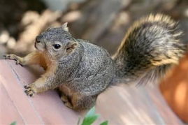 松鼠会认主人吗，松鼠会叫吗