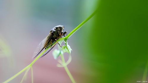緌的拼音怎么拼?