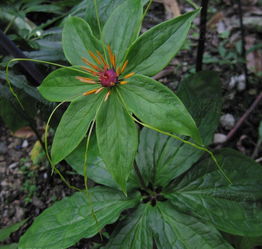七叶一枝花的功效与作用