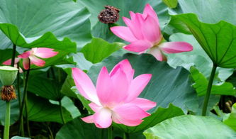 形容荷花的句子唯美短句，形容荷花盛开的四字成语