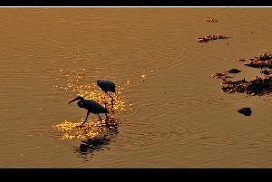 想念拼音怎么写，想念拼音是什么