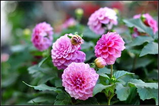 大理适合种什么花