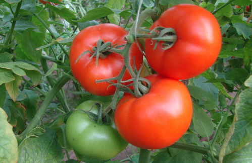 我爱吃西红柿小说，我爱吃西红柿作者