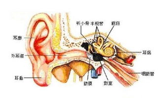 耳内半规管有什么作用?