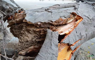 蛀组词，蛀牙早期黑点能刷掉吗