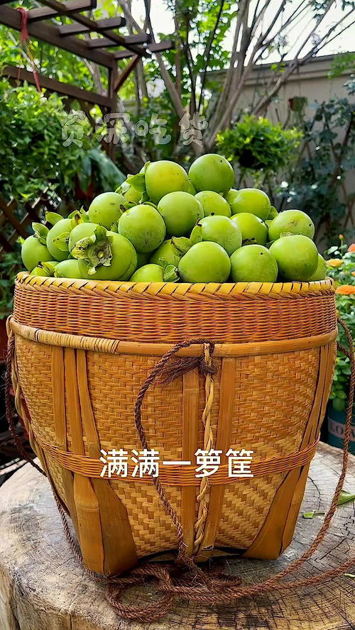 生柿漆和熟柿漆区别