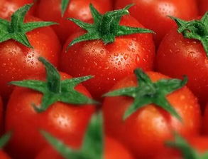 我爱西红柿作文