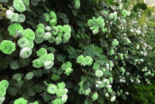 绿蔷薇多肉状态图，绿蔷薇下的安妮