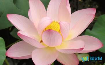 描写的荷花的词语