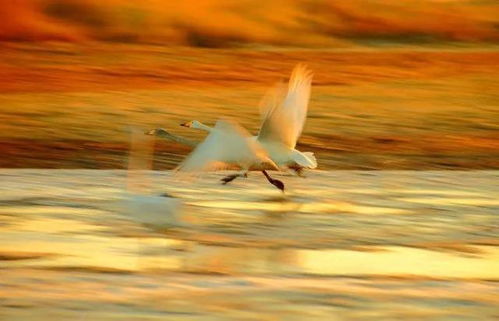 嬉戏追逐的拼音是什么，嬉戏是什么意思?一般指什么?