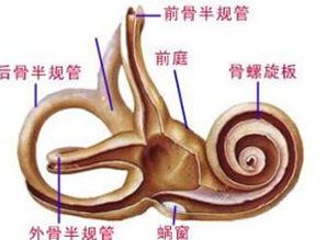 半规管解剖立体图，半规管减弱头晕能治好吗