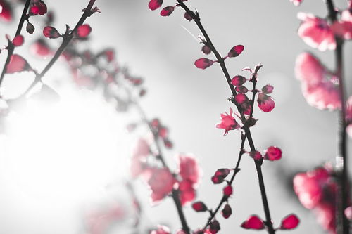 有关梅的四字成语