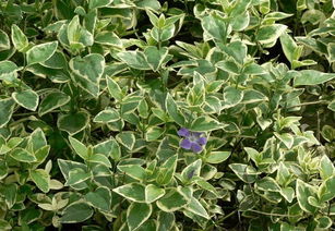 描写花叶的词语