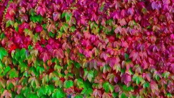 爬山虎的自述作文4年级，爬山虎的自述400字