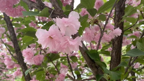 开花的树席慕容，开花的树作文