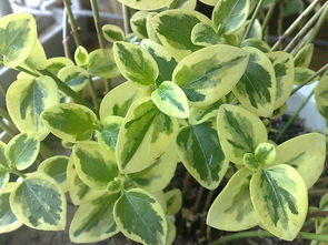 花叶络石的养殖方法和注意事项，花叶芦竹