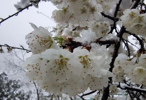 终极一班2中27集,花玲珑怎么了?五熊被耿烈怎么了?大东在第几集的时 