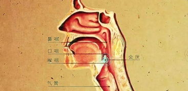 虚声在发音的时候声门状态