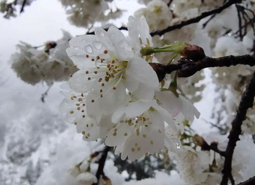花玲珑肥料如何，花灵龙战力指数