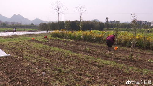 田垄怎么读 田垄正确读音