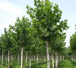 法桐价格行情2023，法桐树简介