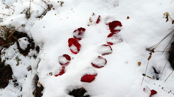 密密匝匝的读音