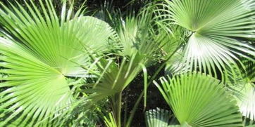 棕榈拼音怎么读