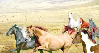 徐悲鸿八骏图简介