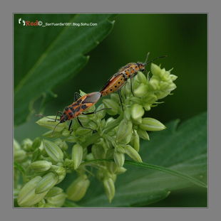 蝽象用什么药消灭,蝽象的简介