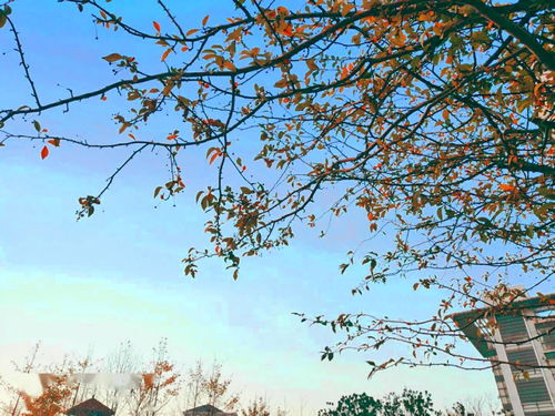 “料峭”的意思是什么,这些个词说明什么?