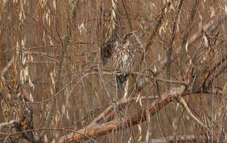 四伏是什么意思，四伏汤的功效与作用