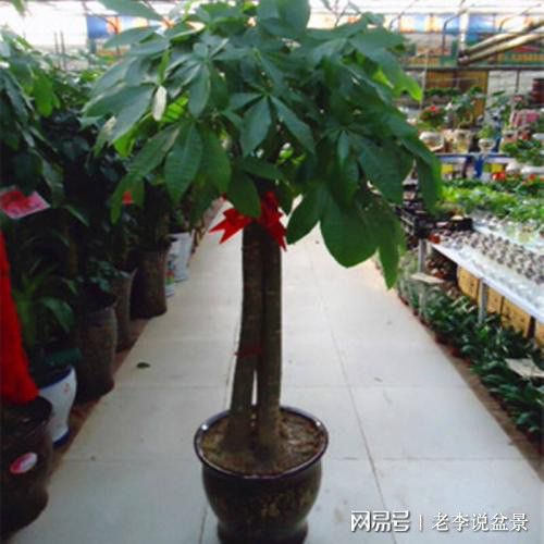 发财树作文300字大全集，发财树作文300字三年级 小学