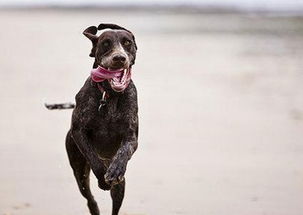 梦到狗狗跟自己很亲近，梦到狗咬有什么征兆