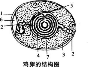 胚盘为什么发育成雏鸡