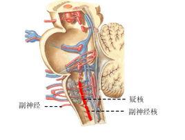 肌张力障碍简介
