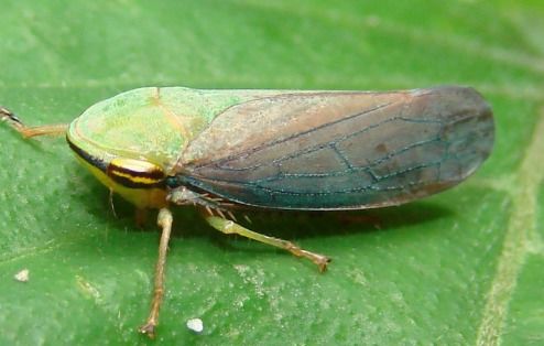 膜的拼音怎么写的拼音，朦的拼音怎么读