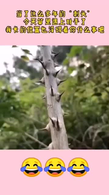 刺头小说离竹，刺头草图片