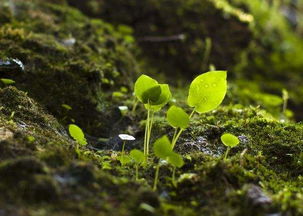 小草发芽了改为拟人句怎么写?
